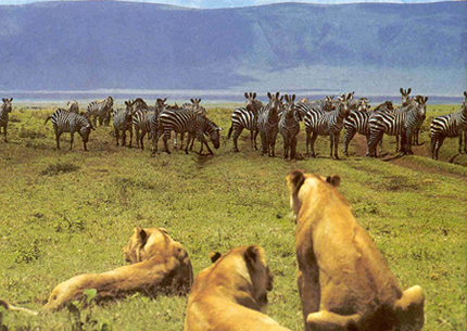 Northern Tanzania National Park